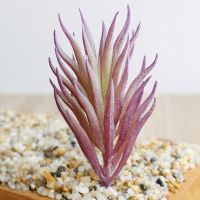 Yingke อุปกรณ์ปาร์ตี้บอนไซพืชเทียมดอกบัว1ชิ้นพืชปลอมตกแต่งบ้าน Succulents Diy