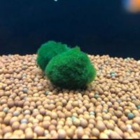 ?ถูกเวอร์? มาริโม๊ะลูกไหญ่​ marimo​ moss​ ball​3-4​cm   ตู้ปลา ปั๊มน้ำ  ปั๊มลมwpd1.5842✨ราคาถูกที่สุด✨