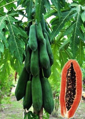 มะละกอ เมล็ดพันธุ์มะละกอแขกดำ กินดิบหรือสุกก็อร่อย ติดดอกติดผลเร็ว ให้ผลดก บรรจุ 5 เมล็ด 10 บาท Papaya Seed