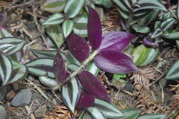 ก้ามปูหลุด-100-แคปซูล-ช่วยขับพิษร้อน-ถอนพิษไข้-tradescantia-zebrina