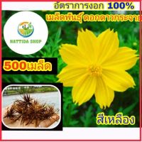 Nadtida 500 เมล็ดพันธุ์ ดอกดาวกระจาย สีเหลือง ดาวกระจายสีเหลือง JINOHONG HOME ต้นไม้ตาย ระหว่างขนส่ง เคลมฟรี