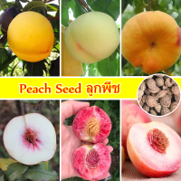 【ขายเมล็ดพันธุ์ 】เมล็ดพันธุ์ ลูกพีช ห่อละ 7-10 เมล็ด Peach Seed Fruit Seed  ต้นผลไม้ เมล็ดพันธุ์ ต้นไม้ เมล็ดบอนสี ต้นไม้ผลกินได้ บอนสีแปลกๆถูกๆ ต้นบอนสี ต้นไม้มงคล โตไว ไม่กลายพันธุ์ เมล็ดนำเข้า ต้นไม้ พันธุ์ไม้หายาก กล้วยด่าง Flower Plant Seed