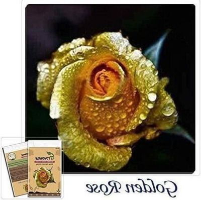 30 เมล็ด เมล็ดพันธุ์ กุหลาบ Golden Rose seed ดอกใหญ่ ดอกหอม นำเข้าจากต่างประเทศ พร้อมคู่มือ เมล็ดสด ใหม่