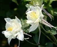 20 เมล็ดพันธุ์ เมล็ด ดอกโคลัมไบน์ (Columbine) เป็นดอกไม้ประจำรัฐ Colorado Columbine flower Seed อัตราการงอกสูง 80-85%