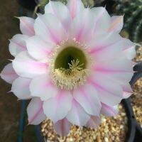 ?อิชินอปซิส?Echinopsis ลุ้นสีดอก ขนาด 4-5  ซม. ต้นแคคตัส ต้นกระบองเพชร (กรุณาอ่านรายละเอียดก่อนทำการสั่งซื้อครับ)