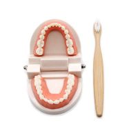Montessori Educational Toys for Children Early Learning Kids Inligence Brushing Tooth Teaching Aids Simulated Practical Life