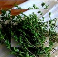 ซัมเมอร์ เซเวอรี่ (summer savory) 100 เมล็ด