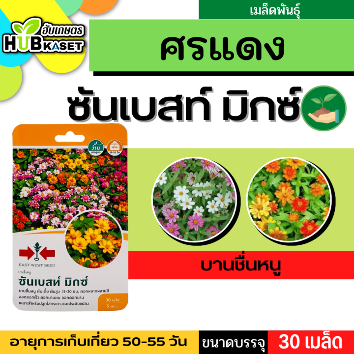 ศรแดง 🇹🇭 บานชื่นหนู ซันเบสท์ มิกซ์ ขนาดบรรจุประมาณ 30 เมล็ด อายุเก็บเกี่ยว 50-55 วัน