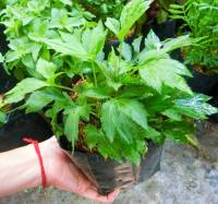 ต้นจิงจูฉ่ายสมุนไพรมากสรรพคุณ พืชผักสมุนไพร(สั่งซื้อครบ5ต้นคละผักแถมให้1ต้น