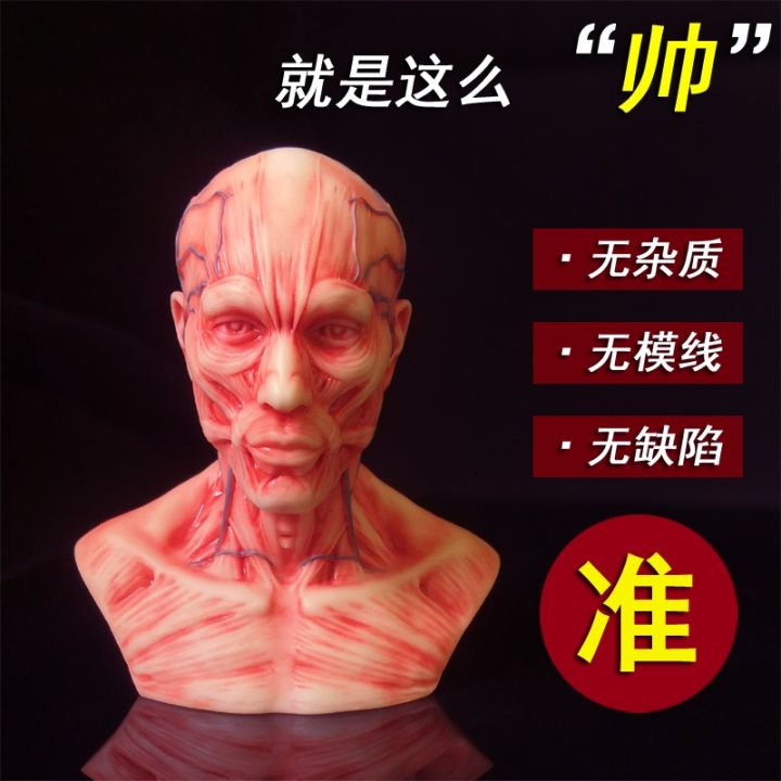 1-2-skulls-head-bust-toy-art-with-human-musculoskeletal-anatomy-1-1-bust-model-art