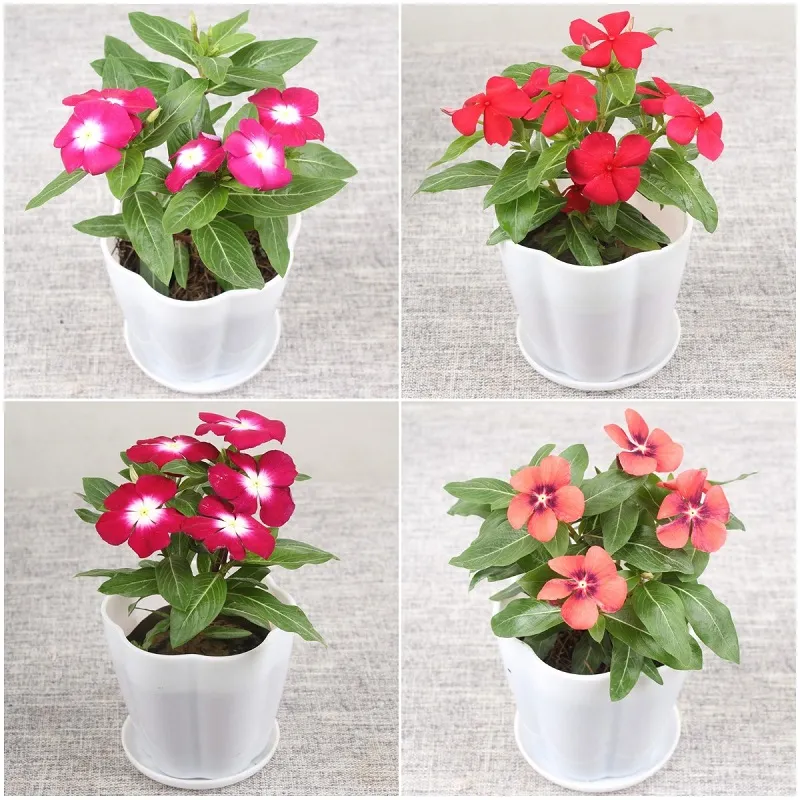[High Quality Easy To Grow Seeds] 35pcs Potted Vinca Seeds Assorted Mix