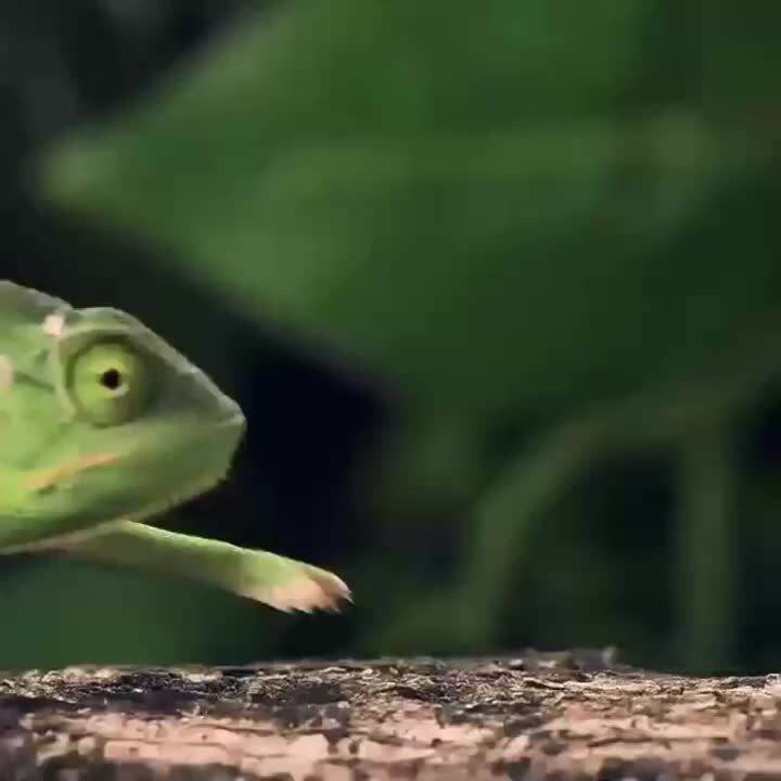 Terrarium Mist Reptile Humidifier Climbing Humidifying Water Tank Fog