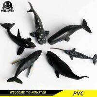 MONSTER 6PCS Sealifeสัตว์จำลองไขปลาวาฬKiller WHALEปลาวาฬสีน้ำเงินตัวเลขการกระทำFigurine PVC MINIATURE Collectionการศึกษาของขวัญของเล่นเด็กสำหรับโรงเรียนเด็กอายุ 3 + เด็ก