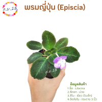 [28]พรมญี่ปุ่น "ไลลาซิน่า" (Lilacina) หรือพรมญี่ปุ่นใบสาระแหน่ ใบสีเขียวเข้ม ดอกม่วงขาว ส่งในกระถาง 3