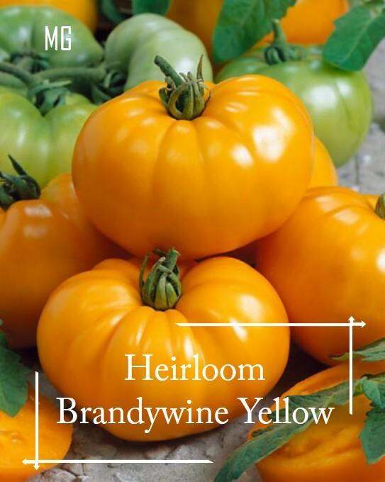 *Rare* Heirloom Brandywine Yellow Tomato Seeds 10 Seed *Pot Friendly