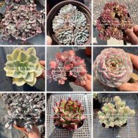 กุหลาบหินชุดพรีออเดอร์ใหม่ 50​ สายพันธุ์​ ​ ของเข้า09/12/2022 Echeveria​ Succulent​ ไม้อวบน้ำ​