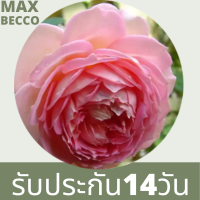 30 เมล็ด เมล็ดพันธุ์ Seeds  กุหลาบ พันธุ์ Jubilee Celebration Rose Seeds ดอกใหญ่ นำเข้าจากต่างประเทศ พร้อมคู่มือ เมล็ดสด ใหม่