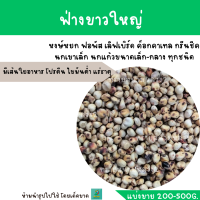 ฟ่างขาวใหญ่(แบ่งขาย 200-500G.) อาหารสำหรับ  ฟอพัส เลิฟเบิร์ด ค็อกคาเทล กรีนชีค นกแก้วขนาดเล็ก-กลาง แฮมสเตอร์