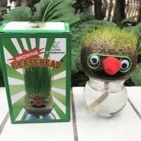 ตุ๊กตาหญ้า หญ้าแมว กระถางสร้างสรรค์ grass head ของขวัญคริสต์มาส