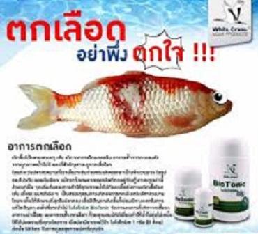 biotonic-ไบโอโทนิค-สารชีวภัณฑ์สัตว์น้ำสำหรับป้องการเกิดเชื้อราและรักษาอาการเน่าเปื่อย-250-กรัม-ลดแอมโมเนียในน้ำ