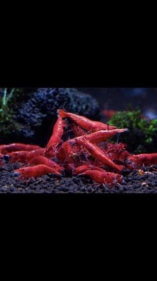 4 bé tép đỏ size 1-1.5 nuôi chung được với cá thủy sinh - ảnh sản phẩm 1