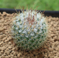 แมมบอมไบ (Mammillaria bombycina) แคคตัส กระบองเพชร จัดส่งแบบถอดราก