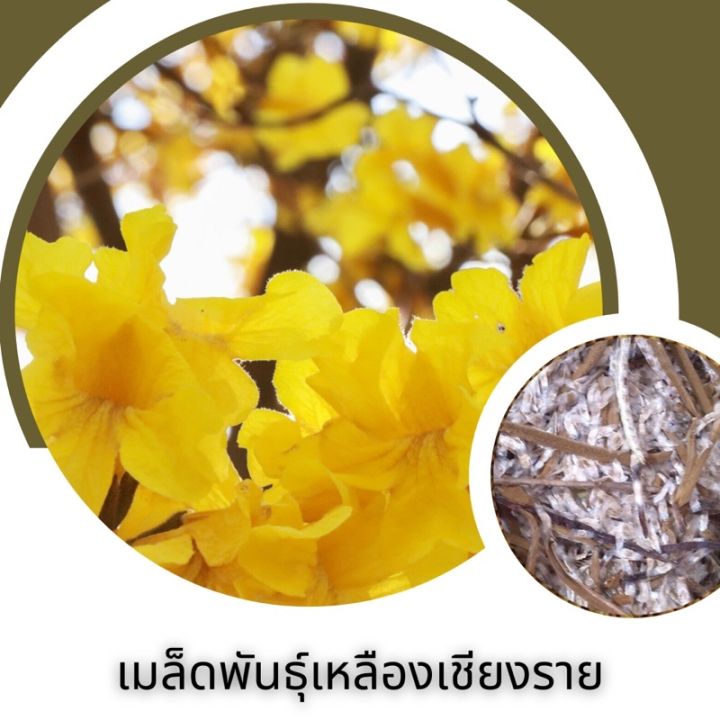 เมล็ดพันธุ์ดอกเหลืองเชียงราย15เมล็ด-ขั่นต่ำโปรดสั่งสินค้าภายในร้านขึ้นไปค่ะ