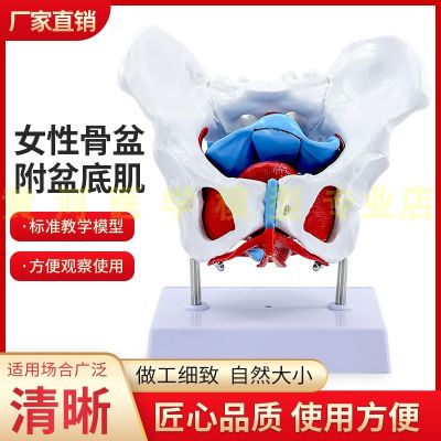 Female pelvic midwifery model of female pelvic floor muscle model medicine teaching model of human body skeleton model
