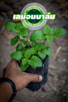 ต้นเลม่อนบาล์ม หรือ LEMON BALM กลิ่มหอมมากได้กลิ่นตอนเช้าสดชื่นมาก