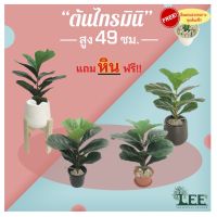 ?สินค้าขายดี? [กระถางขาว](ต้นไม้ยอดนิยม!) ต้นไทรใบสักปลอม รุ่นมินิ สูง 49 ซม. #ต้นไม้ปลอมตกแต่งบ้าน