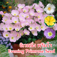 300pcs อิเวนนิ่ง พรีมโร Evening Primrose Seed Bonsai Flower Seeds เมล็ดดอกไม้ ไม้ประดับ บอนไซ บอนสีหายาก แต่งบ้านและสวน พัน ต้นดอกไม้สวยๆ เมล็ดดอกไม้สวย