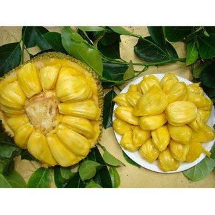 Coconut Lagoon World Largest Tree Fruit Honey Jackfruit Plant Tropical