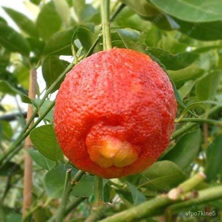 20-เมล็ดพันธุ์-bonsai-เมล็ด-มะนาวแดง-ผลสีแดง-red-lemon-tree-seed-organic-fruit-seed-bonsai-blood-orange-seed-อัตราการงอกของเมล็ด-80-85