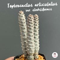 Tephrocactus articulatus var. strobiliformis กระบองเพชร แคคตัส ไม้อวบน้ำ cactus&amp;succulent