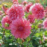 1 หัว/ออเดอร์ รักเร่ Dahlia Bulb สายพันธุ์ Islander หัวรักเร่ ดอกไม้ หัวหน่อ เหง้า นำเข้า เนเธอร์แลน หัวสดใหม่