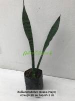 ต้นลิ้นมังกรสีเขียว (Snake Plant) ต้นไม้ฟอกอากาศ ดูดสารพิษ ความสูง 30 ซม. ส่งพร้อมถุงชำ 3 นิ้ว