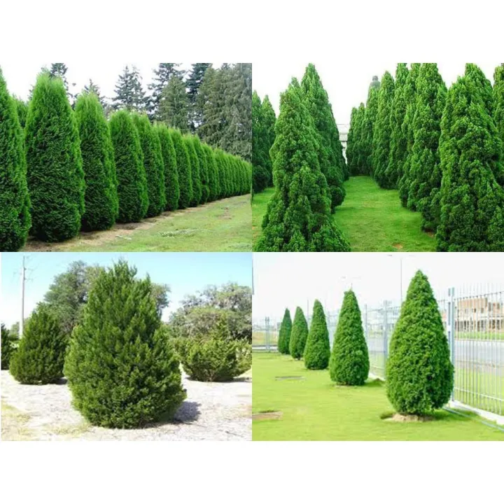 CHẬU CÂY TÙNG THÁP( CÂY TÙNG CỐI) LÙN BONSAI SIÊU ĐẸP | Lazada.vn