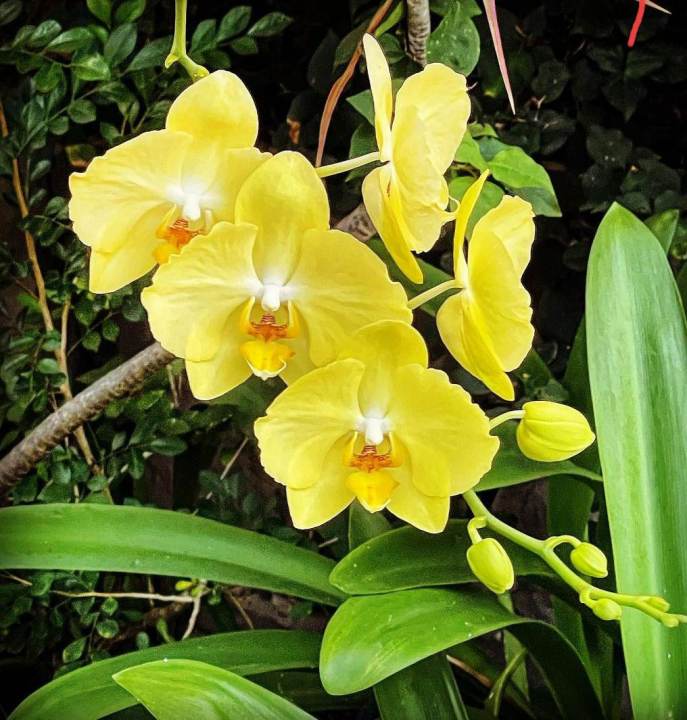 Pale Yellow Dendro Orchids with Flower and FREE plastic pot, and garden ...