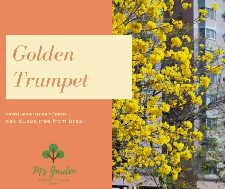 Golden Trumpet Tree Seeds Lazada PH