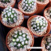 ( Promotion+++) คุ้มที่สุด ❄️☃️สโนว์แคป (snowcap cactus) แคคตัสหนามขาว แตกหน่อเก่ง หนามนิ่ม ไม่แทงมือ น่ารักมากๆ ชอบแดดยิ่งเจอแดดหนามยิ่งขาวจ้า❄️☃️ ราคาดี พรรณ ไม้ น้ำ พรรณ ไม้ ทุก ชนิด พรรณ ไม้ น้ำ สวยงาม พรรณ ไม้ มงคล