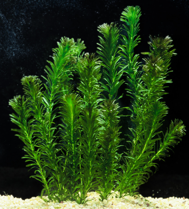 [10 Cutting][30cm] Aquatic Plant Egeria Densa / Lowtech (Easy Care) 蜈蚣草 ...