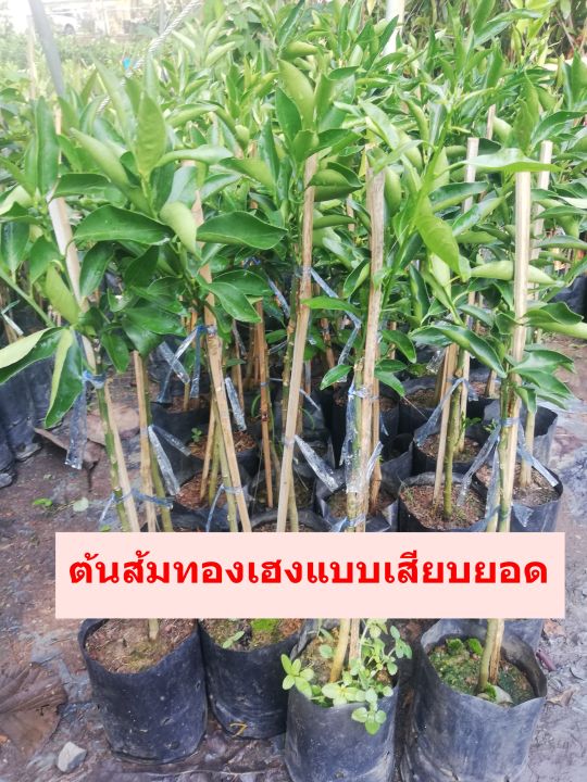 ต้นส้มทองเฮงแบบเสียบยอด-ราคา-120-บาท-ปลูกง่าย-ไม้มงคล-ให้ผลผลิตเร็ว-เสียหายเคลมฟรี
