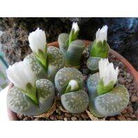 ( Promotion+++) คุ้มที่สุด Lithops julii ssp. Fullergreen (20 เมล็ด) ราคาดี พรรณ ไม้ น้ำ พรรณ ไม้ ทุก ชนิด พรรณ ไม้ น้ำ สวยงาม พรรณ ไม้ มงคล