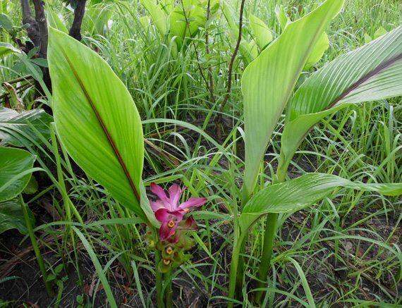 2หัว-ชุด-ว่านคันทมาลา-หรือ-ว่านคันฑมาลา-curcuma-sp-หากปลูกไว้ในบ้าน