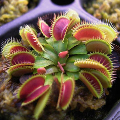 ( PRO+++ ) โปรแน่น.. กาบหอยแครงปากแดง เมล็ดพันธุ์ Venus Flytrap Seeds ต้นไม้กินแมลง ต้นไม้ ต้นไม้มงคล ต้นไม้ฟอกอากาศ ไม้ดอก บรรจุ 30 เมล็ด ราคาสุดคุ้ม พรรณ ไม้ น้ำ พรรณ ไม้ ทุก ชนิด พรรณ ไม้ น้ำ สวยงาม พรรณ ไม้ มงคล