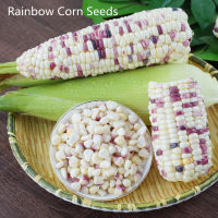 ปลูกง่าย ปลูกได้ทั่วไทย ของแท้ 100% 20pcs เมล็ดข้าวโพดเทียนรวม Hybrid Sweet Glutinous Rainbow Corn Seeds เมล็ดพันธุ์ผัก พันธุ์ไม้ผล เมล็ดพันธุ์ เต็มไปด้วยคุณค่าทางโภชนาการ เมล็ดพันธุ์ผัก ผักสวนครัว Plants Seeds for Home &amp; Garden Planting