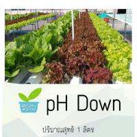 ( Pro+++ ) คุ้มค่า pH Down 1 Litre By HYDROHOBBY ราคาดี พรรณ ไม้ น้ำ พรรณ ไม้ ทุก ชนิด พรรณ ไม้ น้ำ สวยงาม พรรณ ไม้ มงคล