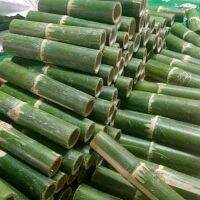 ขายส่ง 100 เมล็ด ไผ่ข้าวหลามกาบแดง TINWA BAMBOO ไผ่ปล้องยาว ชื่ออื่นว่า ไม้ข้าวหลาม ขุยป้าง ว่าบลอ แม่พล้อง ไผ่เผาข้าวหลาม ไผ่ เมล็ดพันธุ์