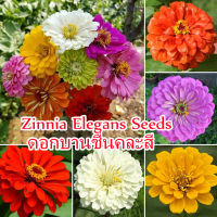 ?บานเพื่อคุณเท่านั้น?(Zinnia Elegans Seeds) ดอกบานชื่นคละสี บรรจุ 200 ชิ้น/แพ็ค เมล็ด คุณภาพดี ราคาถูก ของแท้ 100% ดอกไม้ตกแต่ง ดอกไม้จริง ไม้ดอกไม้ประดับ แต่งบ้า