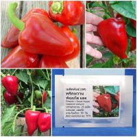 เมล็ดพันธุ์ พริกหวาน พิเมนโต แอล Pimento L Sweet Pepper Seed 25 เมล็ด คุณภาพดี ราคาถูก ของแท้